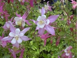 Caldarusa-Aquilegia Caerulea Rose Queen - Img 3
