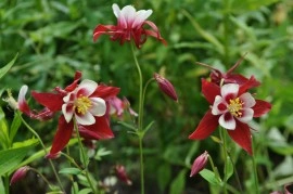 Caldarusa-Aquilegia Caerulea Rotstern - Img 3
