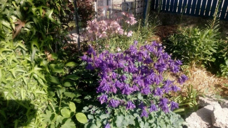 Caldarusa-Aquilegia Vulgaris Blue - Img 4