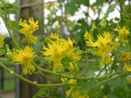 Canary creeper-Tropaeolum peregrinum - Img 3