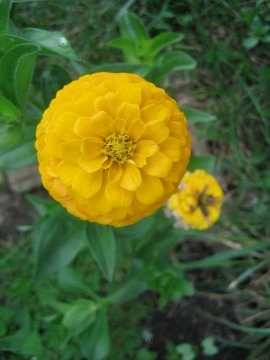 Carciumareasa Galbena - Img 2
