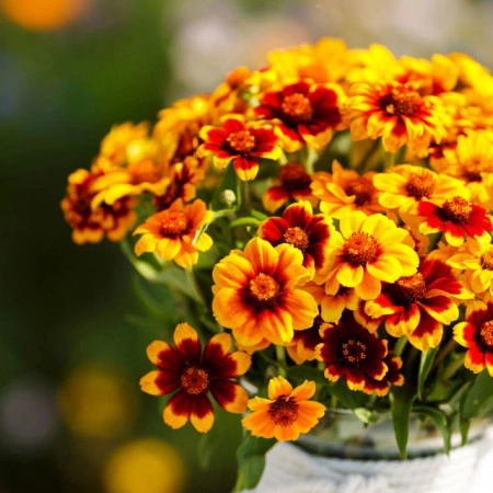 Carciumareasa Mexicana-Zinnia Haageana - Img 4