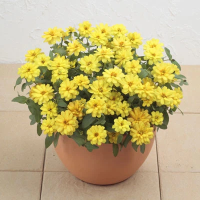 Carciumareasa Profusion double Yellow - Img 2