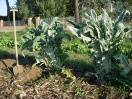 Cardon Gigante di Romagna - Img 3