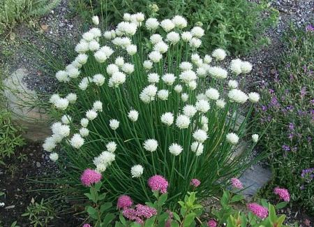 Ceapă de tuns-Chives - Img 3