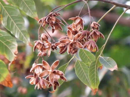 Cedru Chinezesc-Toona Sinensis - Img 7