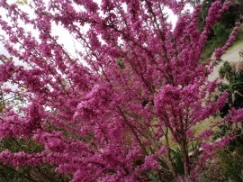 Cercis siliquastrum-Arborele Iudei - Img 2