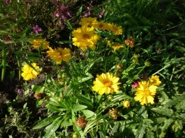 Coreopsis grandiflora Early Sunrise - Img 5