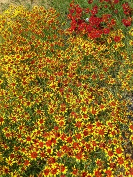 Coreopsis tinctoria Mardi Gras - Img 3
