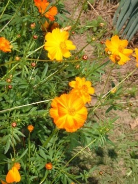 Cosmos bipinnatus Bright Lights - Img 2