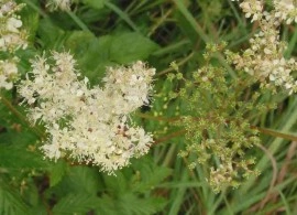 Creţușca-Filipendula ulmaria - Img 5