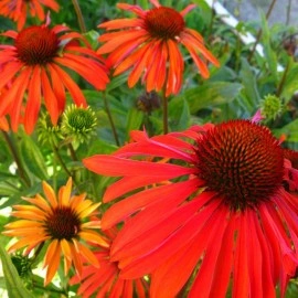 Echinacea Summer Sun - Img 2