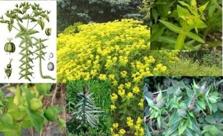 Euphorbia Lathyris-Planta Anticartita - Img 4
