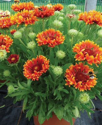 Gaillardia Fanfare Blaze - Img 2