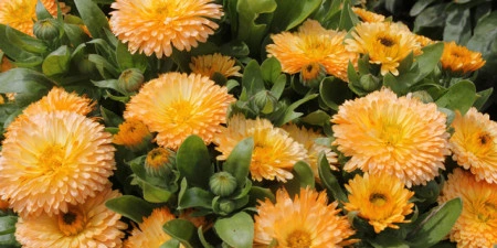 Galbenele-Calendula Off.Apricot Beauty - Img 2