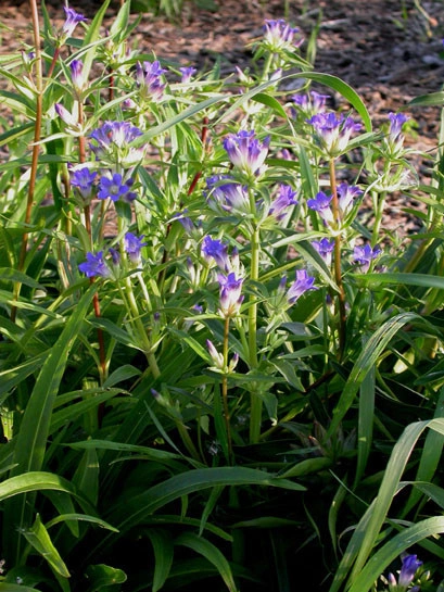 Gentiana Dahurica - Img 2