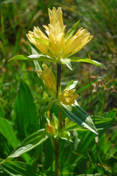 Gentiana Punctata - Img 3
