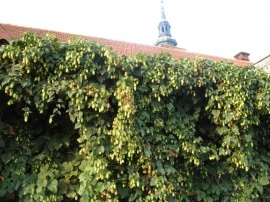 Hamei-Humulus lupulus - Img 4