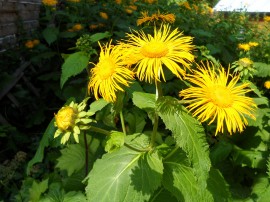 Iarbă mare-Inula helenium