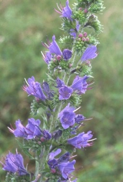Iarba Sarpelui-Echium vulgare - Img 7