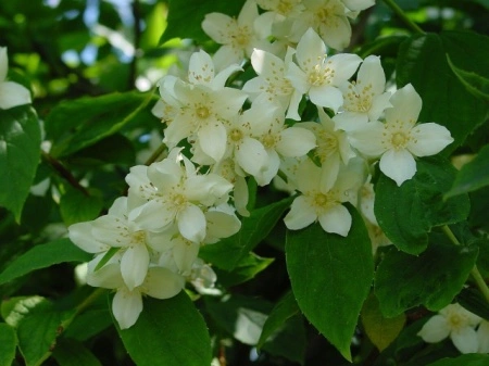 Iasomie-Philadelphus Coronarius - Img 3
