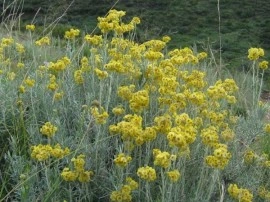 Imortela-Helichrysum italicum - Img 5
