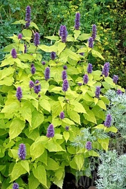 Korean mint-Agastache rugosa Golden Jubilee - Img 4