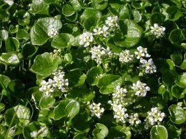 Lingureaua-Cochlearia officinalis - Img 3