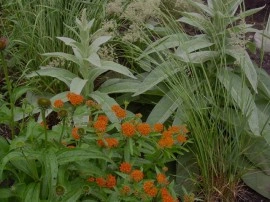 Lumanarica-Verbascum thapsus - Img 7