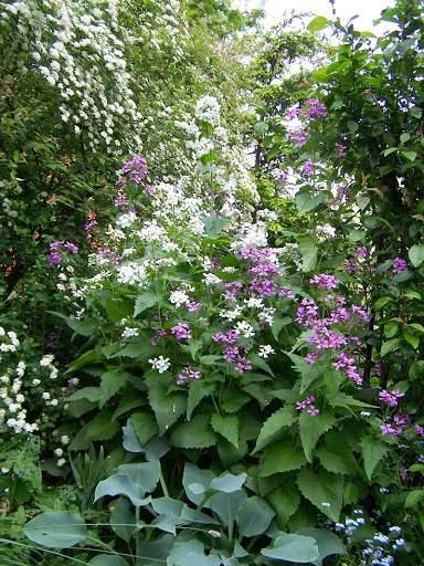Lunaria Annua mix - Img 5