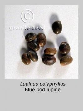 Lupin peren-Lupinus polyphyllus mix - Img 8