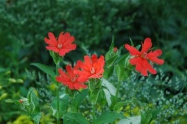 Lychnis x Haageana - Img 4