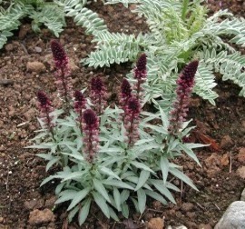 Lysimachia Atropurpurea Beaujolais - Img 5