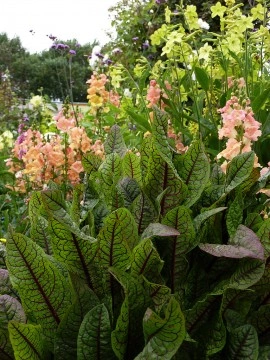 Macris Red veined-Rumex Sanguineus - Img 2