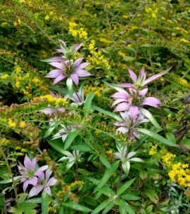 Monarda punctata-Spotted Bee Balm - Img 3