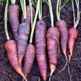 Morcov Purple - Img 3