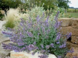 Nepeta mussini-Catmint - Img 5