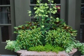 Nicotiana-Regina noptii Lime Green - Img 7