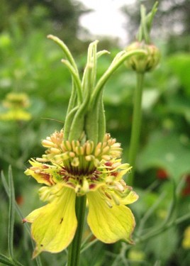 Nigella Orientalis Transformer