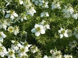 Nigella Sativa-Negrilica - Img 4