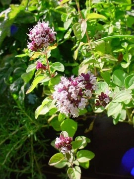 Oregano - Img 2