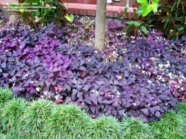 Oxalis Triangularis - Img 4