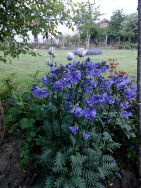 Polemonium Yezoense Purple Rain Strain - Img 4