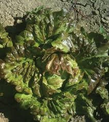 Salata Iceberg-Maravilla de Verano - Img 3