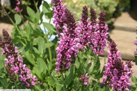 Salvia Nemorosa Rose Queen - Img 3