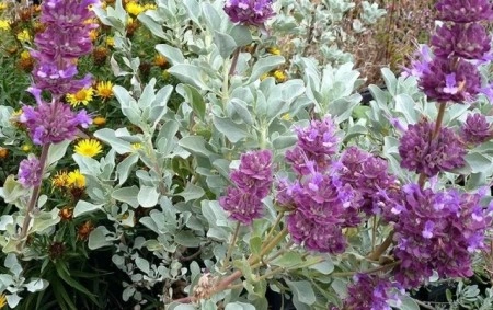 Salvia Pachyphylla - Img 2