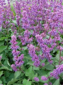 Salvia Verticillata Purple Rain - Img 4