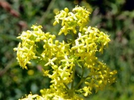 Sanziene galbene-Galium verum - Img 5