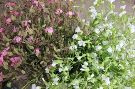 Saponaria Vaccaria mix - Img 5