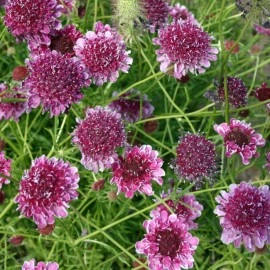 Scabiosa atropurpurea mix - Img 5
